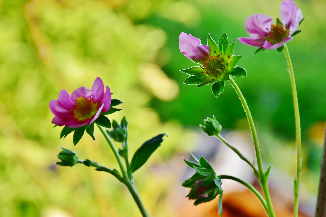 découvrez la notion de 'will' en anglais : son usage en tant qu'auxiliaire pour exprimer le futur, ses nuances et comment l'intégrer dans vos conversations pour améliorer votre maîtrise de la langue.